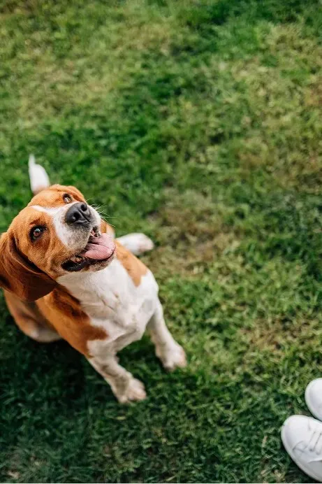 pet parks in assetz sublime